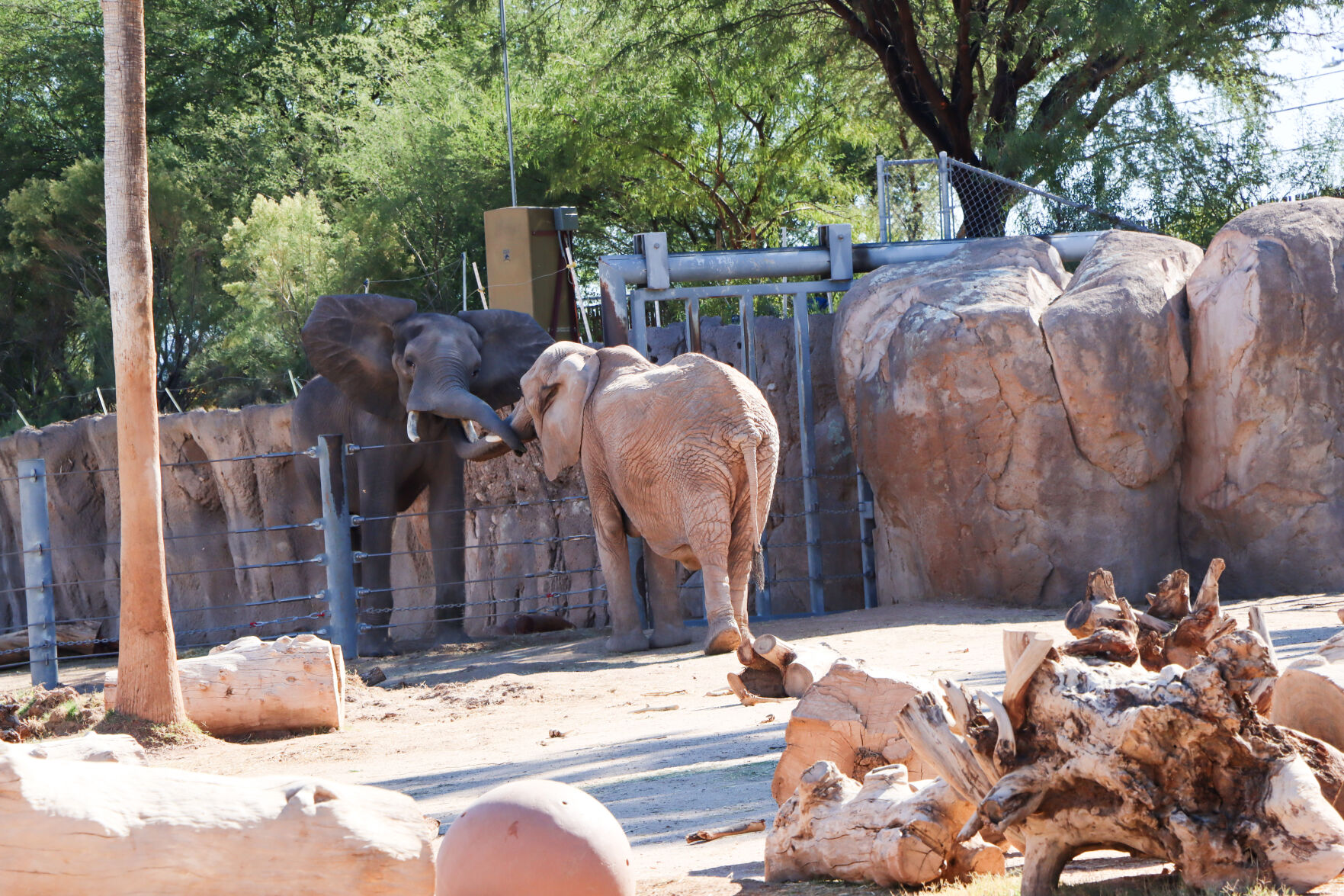 Tsavo and Semba